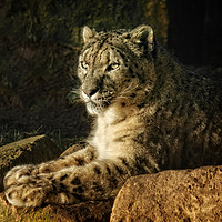 Buy canvas prints of Endangered Snow Leopard by rawshutterbug 
