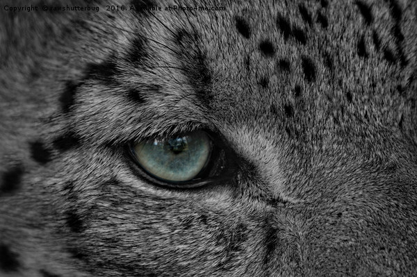 Eye Of The Leopard Picture Board by rawshutterbug 