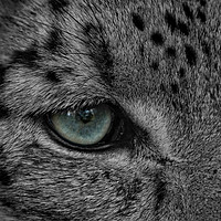 Buy canvas prints of Eye Of The Leopard by rawshutterbug 