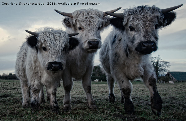 The Three Shaggy Cows Picture Board by rawshutterbug 