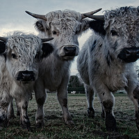 Buy canvas prints of The Three Shaggy Cows by rawshutterbug 