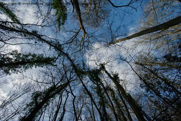 Loamhole Dingle Treetops Picture Board by rawshutterbug 