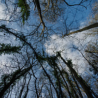 Buy canvas prints of Loamhole Dingle Treetops by rawshutterbug 