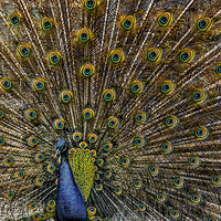 Buy canvas prints of Peacock Plumage by rawshutterbug 