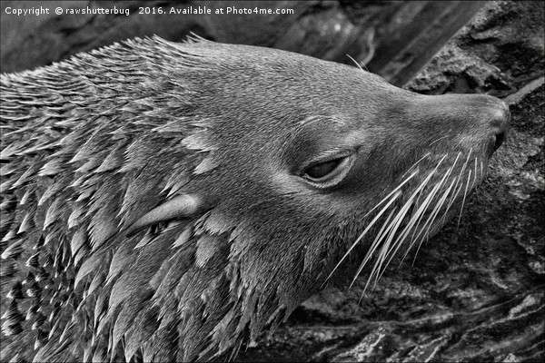 Close-Up Fur Seal Mono         Picture Board by rawshutterbug 