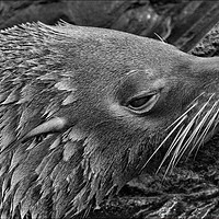 Buy canvas prints of Close-Up Fur Seal Mono         by rawshutterbug 