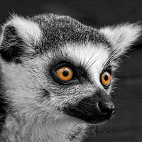 Buy canvas prints of Ring-Tailed Lemur by rawshutterbug 
