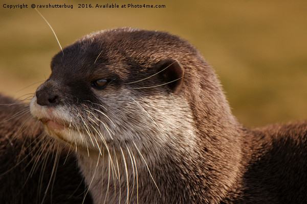 Oriental-Small-Clawed-Otter Picture Board by rawshutterbug 