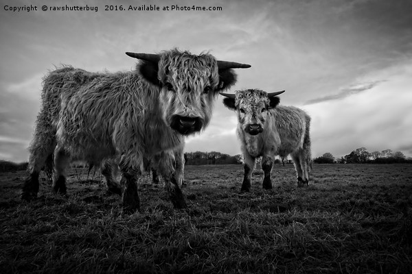 Two Shaggy Cows Picture Board by rawshutterbug 