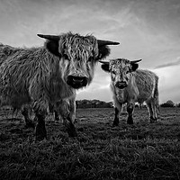 Buy canvas prints of Two Shaggy Cows by rawshutterbug 