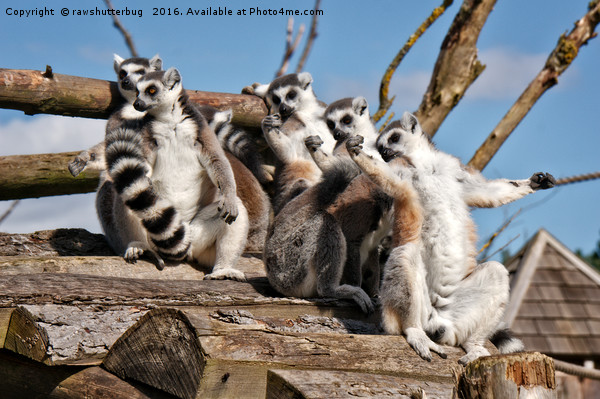 Sunbathing Ring-Tailed Lemurs Picture Board by rawshutterbug 