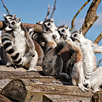 Buy canvas prints of Sunbathing Ring-Tailed Lemurs by rawshutterbug 
