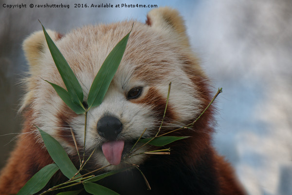 Cheeky Red Panda Picture Board by rawshutterbug 