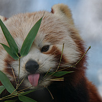 Buy canvas prints of Cheeky Red Panda by rawshutterbug 