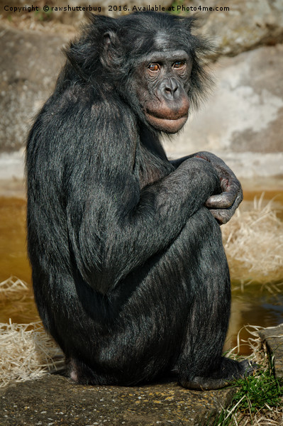 Bonobo Picture Board by rawshutterbug 