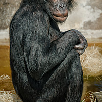 Buy canvas prints of Bonobo by rawshutterbug 
