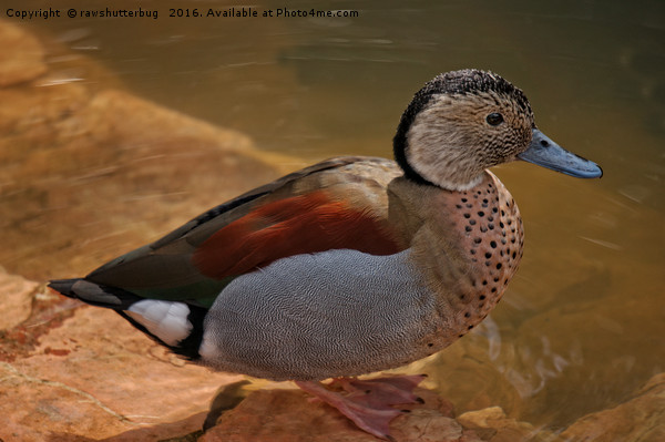 Ringed Teal Duck Picture Board by rawshutterbug 