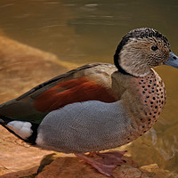 Buy canvas prints of Ringed Teal Duck by rawshutterbug 