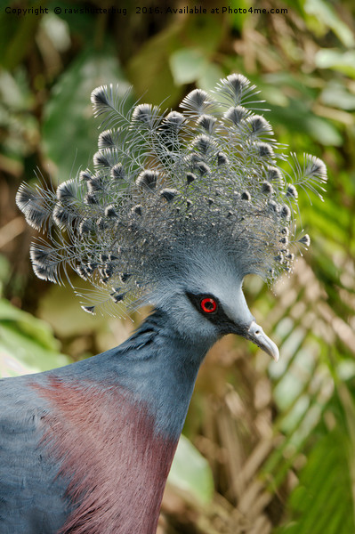 The Victoria Crowned Pigeon Picture Board by rawshutterbug 