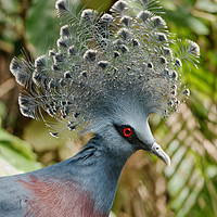 Buy canvas prints of The Victoria Crowned Pigeon by rawshutterbug 