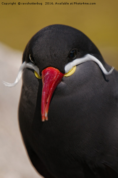 The Striking Inca Tern: A Moustachioed Beauty Picture Board by rawshutterbug 