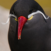 Buy canvas prints of The Striking Inca Tern: A Moustachioed Beauty by rawshutterbug 