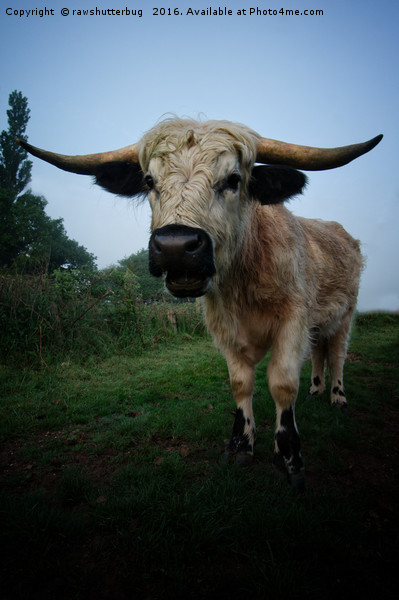 White Horned Cow Mix Breed Picture Board by rawshutterbug 