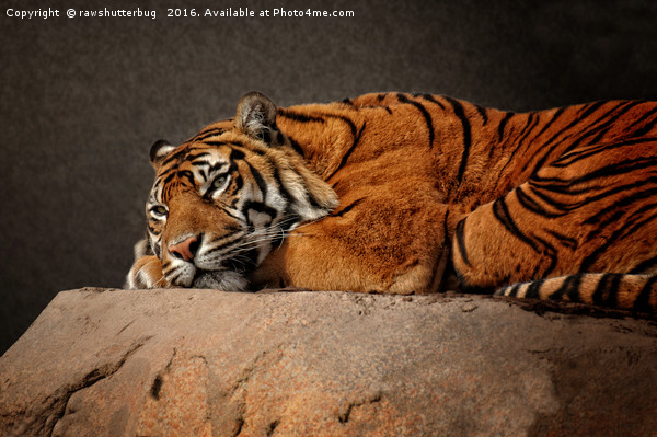 Resting Sumatran Tiger Picture Board by rawshutterbug 