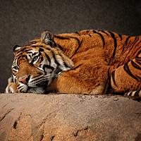 Buy canvas prints of Resting Sumatran Tiger by rawshutterbug 