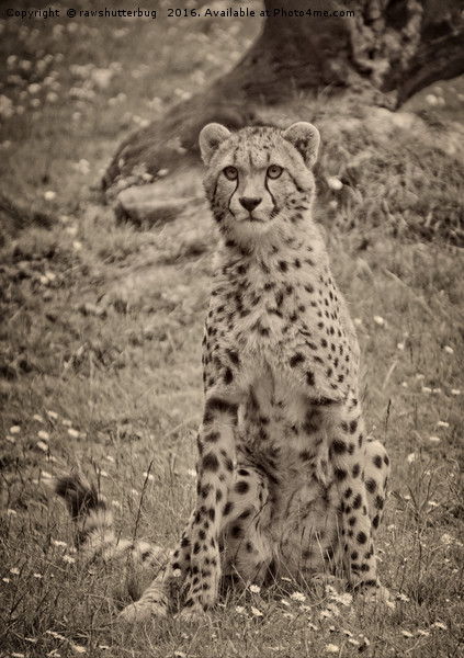 Sitting Cheetah Picture Board by rawshutterbug 