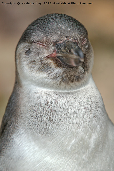 Sleepy Young Penguin Picture Board by rawshutterbug 