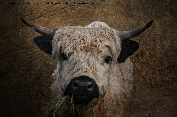White High Park Cattle Chewing Grass Picture Board by rawshutterbug 