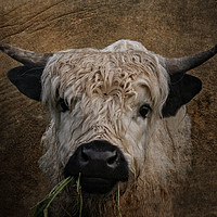 Buy canvas prints of White High Park Cattle Chewing Grass by rawshutterbug 