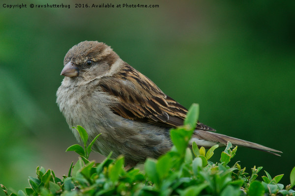 Female House Sparrow Picture Board by rawshutterbug 