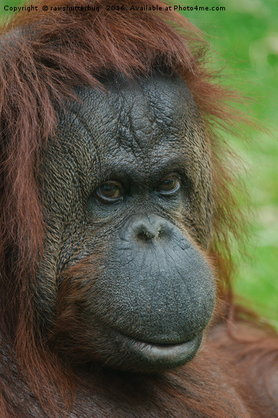 Female Orangutan Picture Board by rawshutterbug 