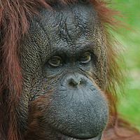 Buy canvas prints of Female Orangutan by rawshutterbug 