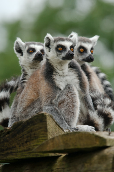 Gang Of Lemurs Picture Board by rawshutterbug 