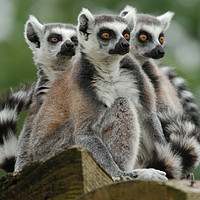 Buy canvas prints of Gang Of Lemurs by rawshutterbug 