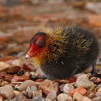 Buy canvas prints of Newly Hatched Coot by rawshutterbug 