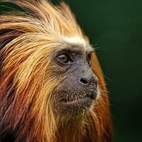 Buy canvas prints of Golden Headed Lion Tamarin Profile by rawshutterbug 