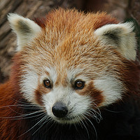Buy canvas prints of Watchful Red Panda by rawshutterbug 