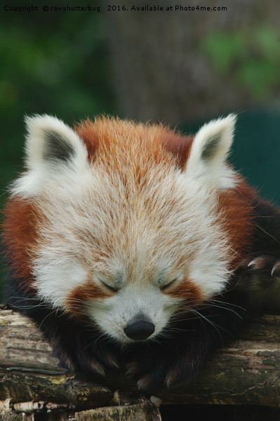 Sleepy Red Panda Picture Board by rawshutterbug 