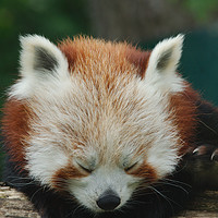 Buy canvas prints of Sleepy Red Panda by rawshutterbug 