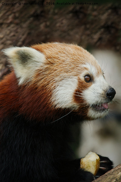 Red Panda Lunch Picture Board by rawshutterbug 