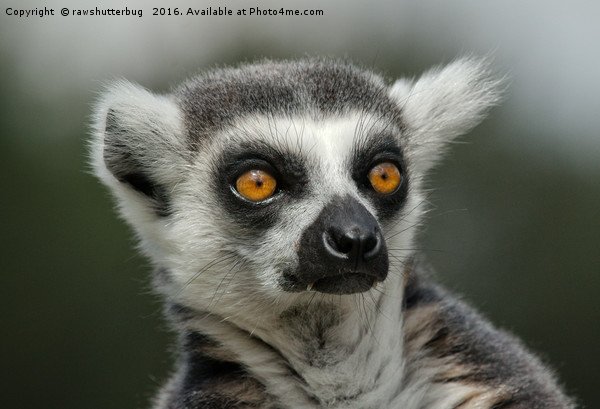 Ring-Tailed Lemur Stare Picture Board by rawshutterbug 