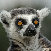 Buy canvas prints of Ring-Tailed Lemur Stare by rawshutterbug 
