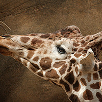 Buy canvas prints of Giraffe Reaching For A Branch by rawshutterbug 