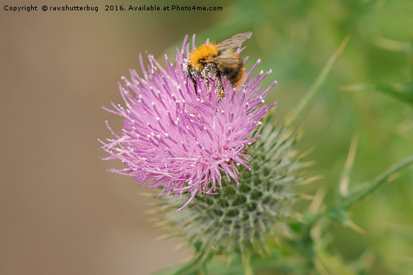 Bee Collecting Pollen On A Summer Thistle Picture Board by rawshutterbug 