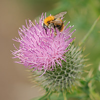 Buy canvas prints of Bee Collecting Pollen On A Summer Thistle by rawshutterbug 