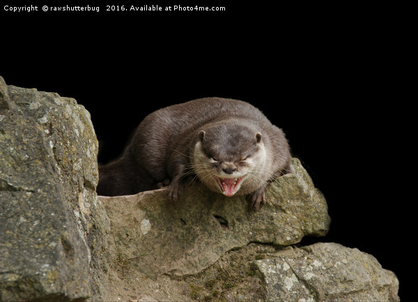Yawning Otter Picture Board by rawshutterbug 